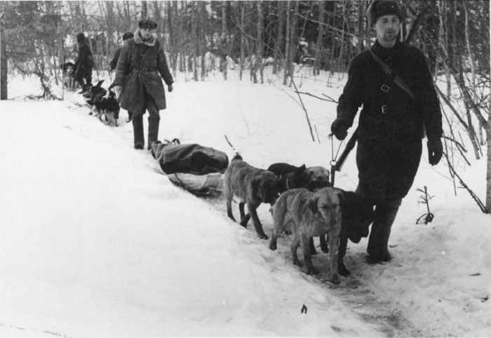 Вывоз раненых красноармейцев с передовой на волокушах с собаками. Ленинградский фронт.